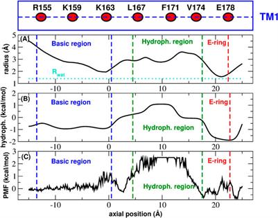 Unveiling the Gating Mechanism of CRAC Channel: A Computational Study